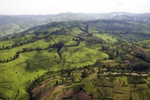 Lush, green terrain in Africa